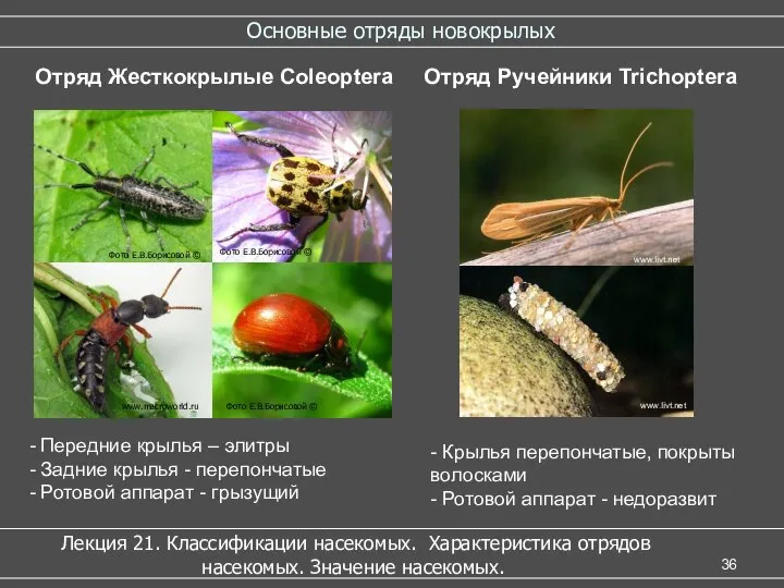 Основные отряды новокрылых Лекция 21. Классификации насекомых. Характеристика отрядов насекомых. Значение