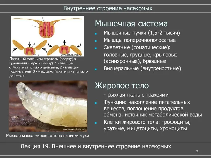 Внутреннее строение насекомых Мышечная система Мышечные пучки (1,5-2 тысяч) Мышцы поперечнополосатые