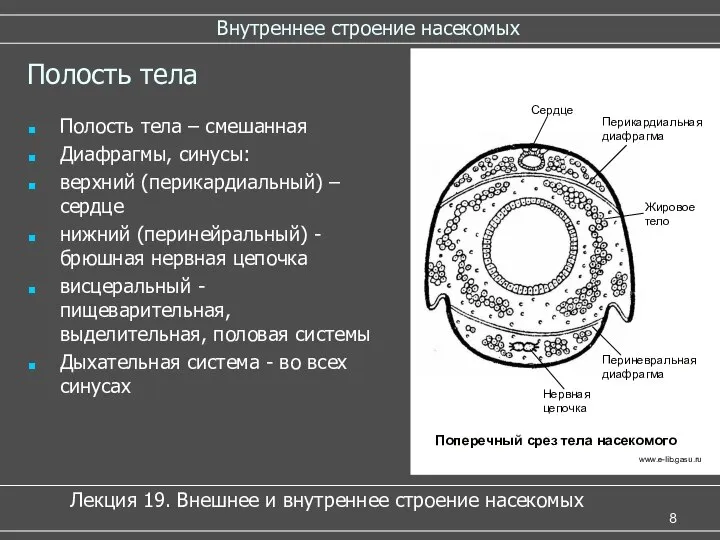 Внутреннее строение насекомых Полость тела Полость тела – смешанная Диафрагмы, синусы: