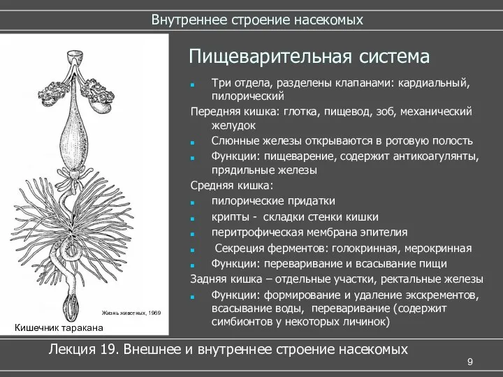 Внутреннее строение насекомых Пищеварительная система Три отдела, разделены клапанами: кардиальный, пилорический