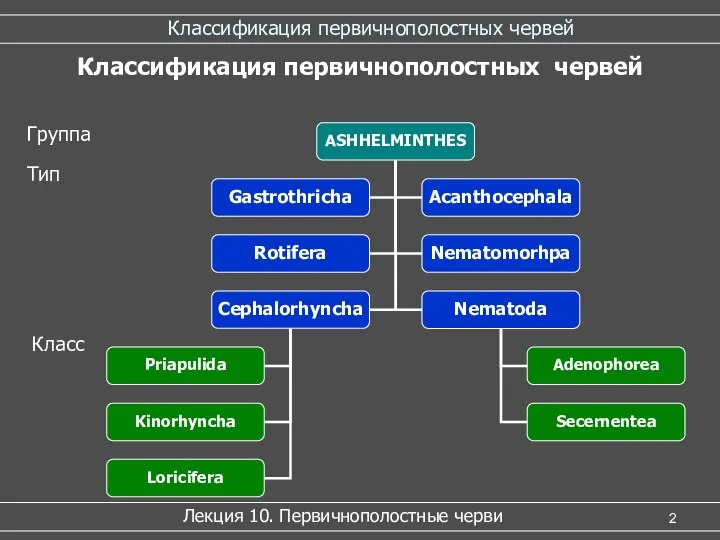 Классификация первичнополостных червей Лекция 10. Первичнополостные черви Классификация первичнополостных червей Тип Класс Группа