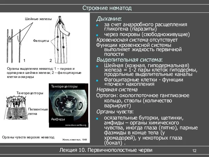 Строение нематод Лекция 10. Первичнополостные черви Дыхание: за счет анаэробного расщепления