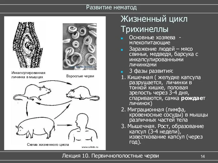 Развитие нематод Лекция 10. Первичнополостные черви Жизненный цикл Трихинеллы Основные хозяева