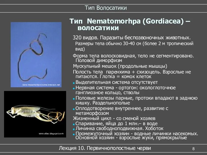 Тип Волосатики Лекция 10. Первичнополостные черви www.allao.blogspot.com www.maastrichian.home.bresnan.net 320 видов. Паразиты