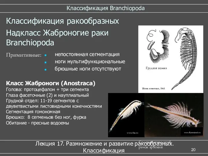 Классификация Branchiopoda Лекция 17. Размножение и развитие ракообразных. Классификация Надкласс Жаброногие