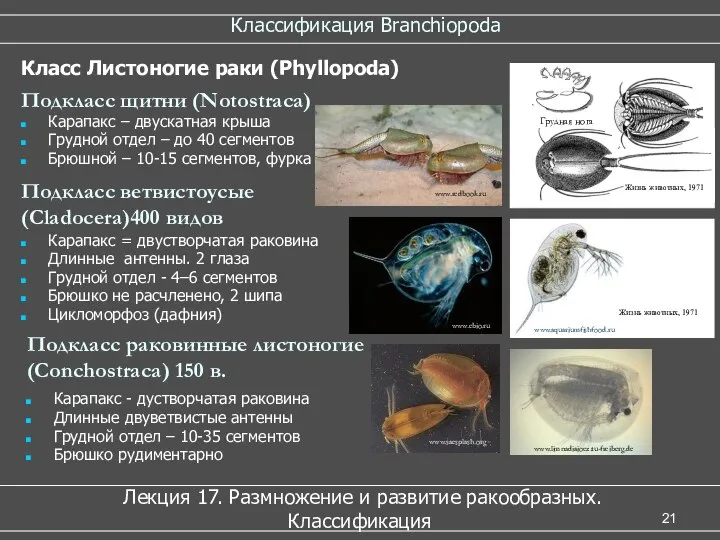 Классификация Branchiopoda Лекция 17. Размножение и развитие ракообразных. Классификация Карапакс –