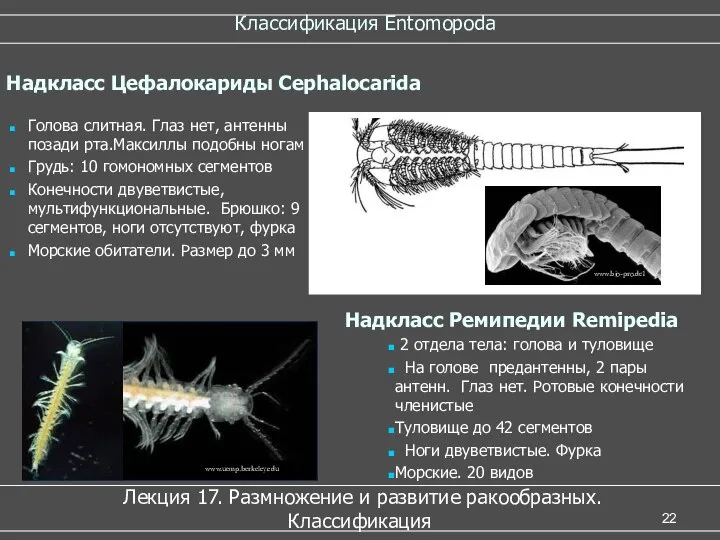 Классификация Entomopoda Лекция 17. Размножение и развитие ракообразных. Классификация Голова слитная.
