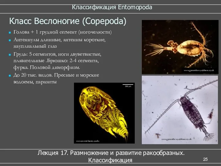 Классификация Entomopoda Лекция 17. Размножение и развитие ракообразных. Классификация Класс Веслоногие