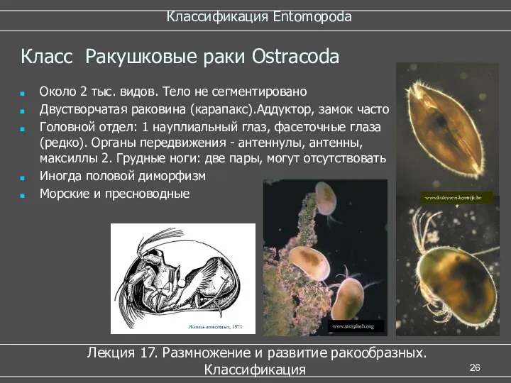 Классификация Entomopoda Лекция 17. Размножение и развитие ракообразных. Классификация Класс Ракушковые