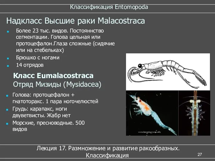 Классификация Entomopoda Лекция 17. Размножение и развитие ракообразных. Классификация Надкласс Высшие