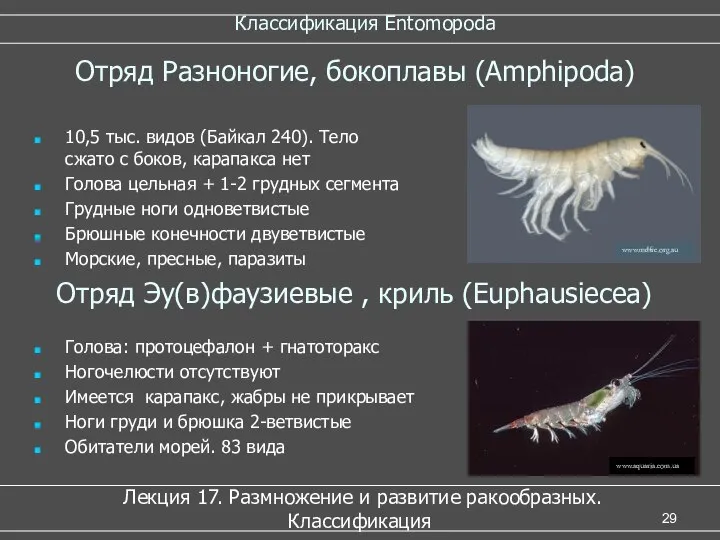 Классификация Entomopoda Лекция 17. Размножение и развитие ракообразных. Классификация Отряд Разноногие,