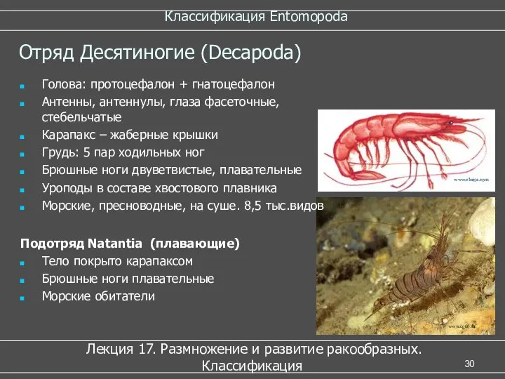 Классификация Entomopoda Лекция 17. Размножение и развитие ракообразных. Классификация Отряд Десятиногие