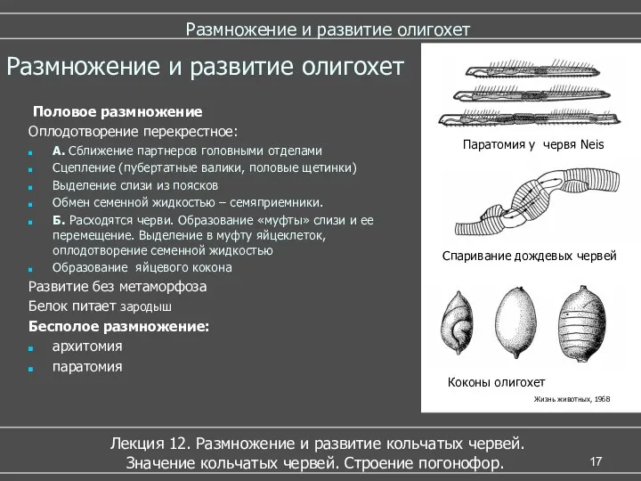 Размножение и развитие олигохет Лекция 12. Размножение и развитие кольчатых червей.