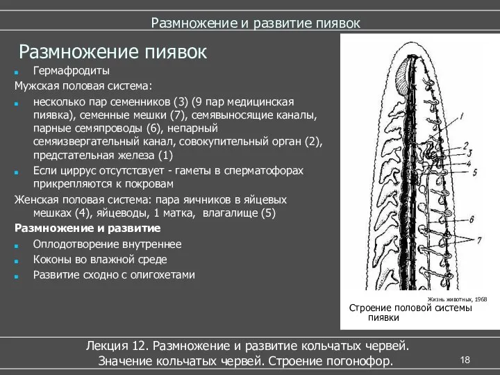 Размножение и развитие пиявок Лекция 12. Размножение и развитие кольчатых червей.