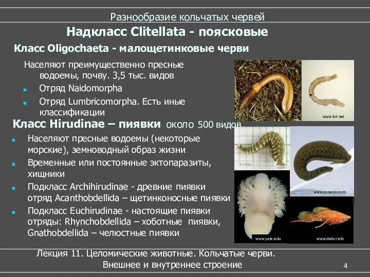 Разнообразие кольчатых червей Класс Hirudinae – пиявки около 500 видов Населяют