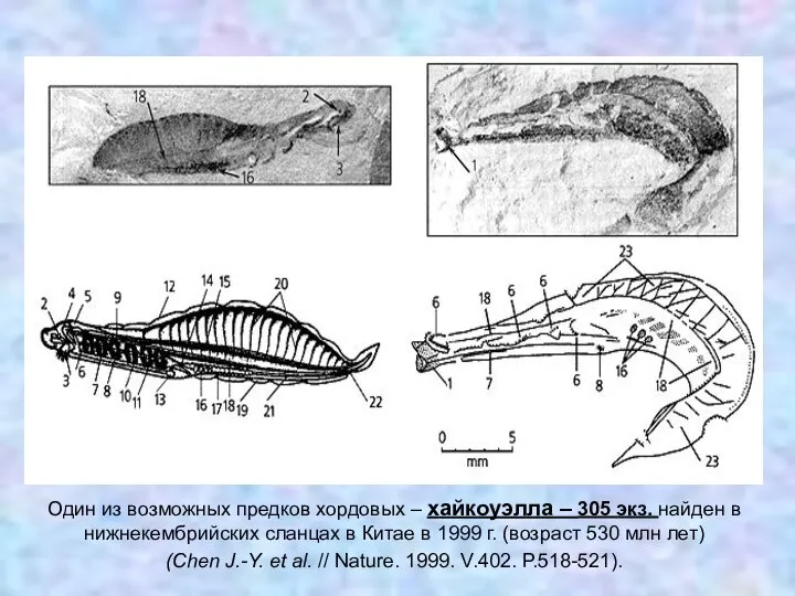 Один из возможных предков хордовых – хайкоуэлла – 305 экз. найден