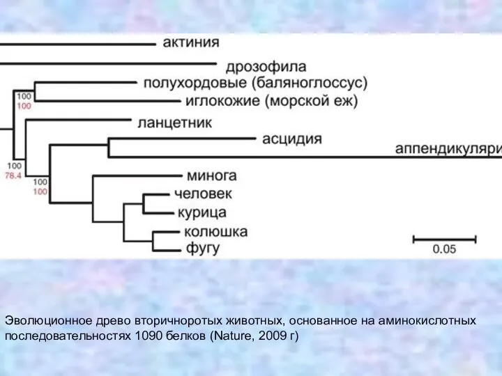 Эволюционное древо вторичноротых животных, основанное на аминокислотных последовательностях 1090 белков (Nature, 2009 г)