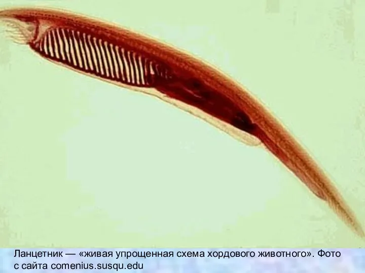 Ланцетник — «живая упрощенная схема хордового животного». Фото с сайта comenius.susqu.edu