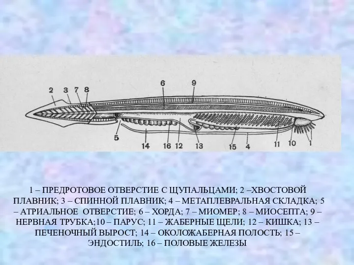 1 – ПРЕДРОТОВОЕ ОТВЕРСТИЕ C ЩУПАЛЬЦАМИ; 2 –ХВОСТОВОЙ ПЛАВНИК; 3 –