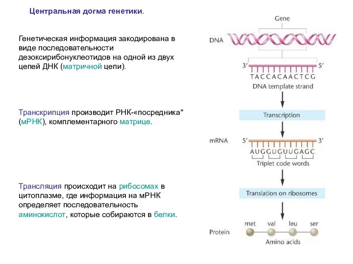 Центральная догма генетики. Генетическая информация закодирована в виде последовательности дезоксирибонуклеотидов на