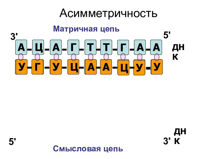 А Ц А Г Т Т Г А А Т Г