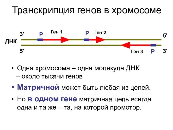 Транскрипция генов в хромосоме Одна хромосома – одна молекула ДНК –