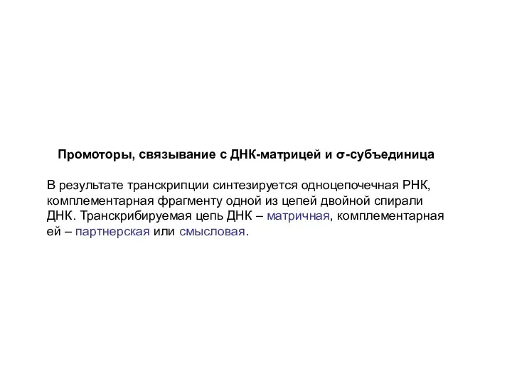 Промоторы, связывание с ДНК-матрицей и σ-субъединица В результате транскрипции синтезируется одноцепочечная