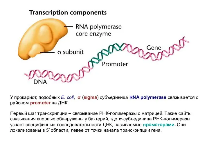 У прокариот, подобных E. coli, σ (sigma) субъединица RNA polymerase связывается