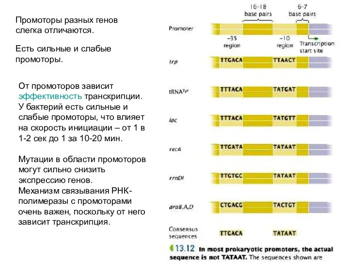 Промоторы разных генов слегка отличаются. Есть сильные и слабые промоторы. От