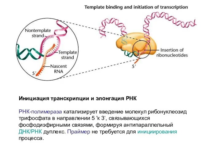 Инициация транскрипции и элонгация РНК РНК-полимераза катализирует введение молекул рибонуклеозид трифосфата