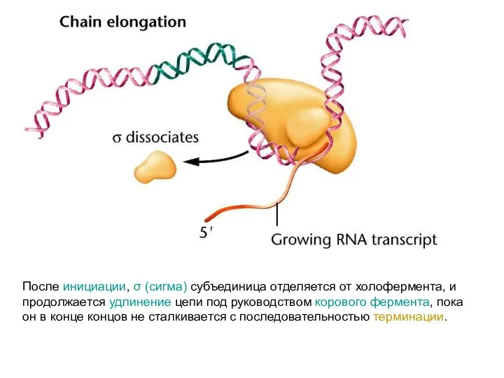 После инициации, σ (сигма) субъединица отделяется от холофермента, и продолжается удлинение