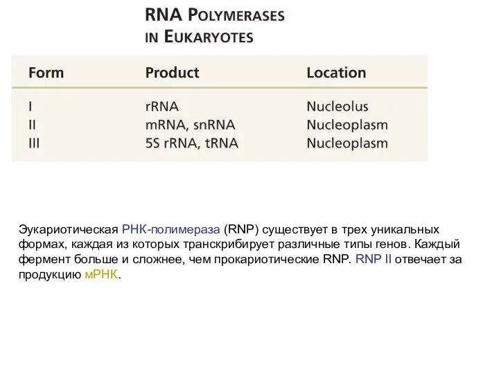 Эукариотическая РНК-полимераза (RNP) существует в трех уникальных формах, каждая из которых