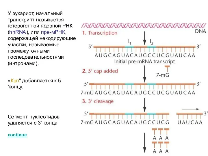 У эукариот, начальный транскрипт называется гетерогенной ядерной РНК (hnRNA), или пре-мРНК,