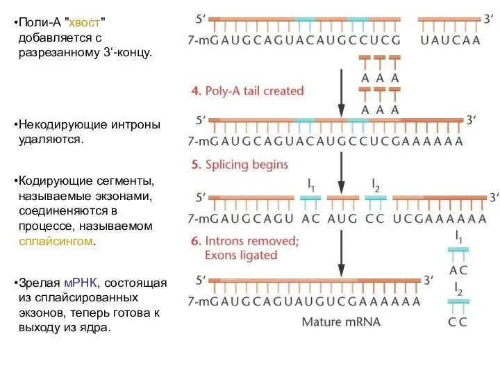 Поли-А "хвост" добавляется с разрезанному 3‘-концу. Некодирующие интроны удаляются. Кодирующие сегменты,