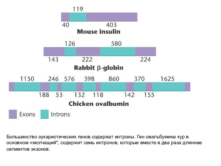 Большинство эукариотических генов содержат интроны. Ген овальбумина кур в основном «молчащий",