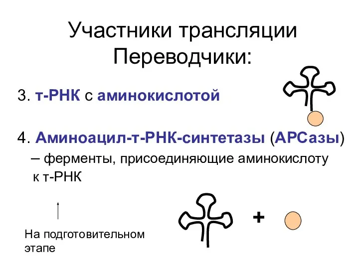 Участники трансляции Переводчики: 3. т-РНК с аминокислотой 4. Аминоацил-т-РНК-синтетазы (АРСазы) –