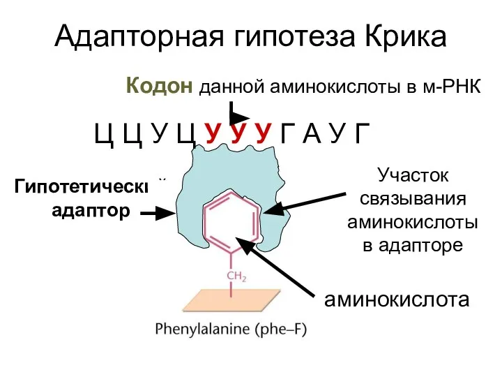 Гипотетический адаптор Адапторная гипотеза Крика аминокислота Участок связывания аминокислоты в адапторе Кодон данной аминокислоты в м-РНК