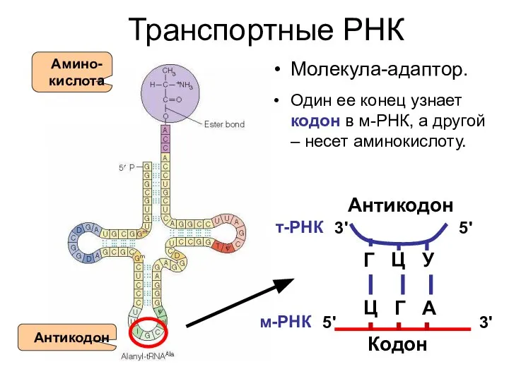 Транспортные РНК Молекула-адаптор. Один ее конец узнает кодон в м-РНК, а другой – несет аминокислоту. 3'