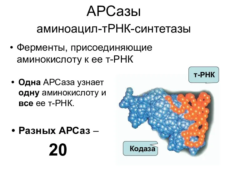 АРСазы аминоацил-тРНК-синтетазы Ферменты, присоединяющие аминокислоту к ее т-РНК Одна АРСаза узнает