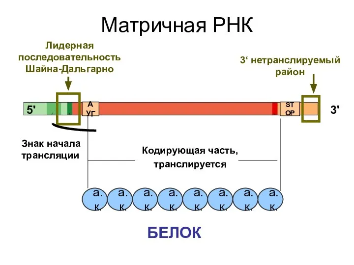 Матричная РНК Кодирующая часть, транслируется 3' 5' Лидерная последовательность Шайна-Дальгарно БЕЛОК