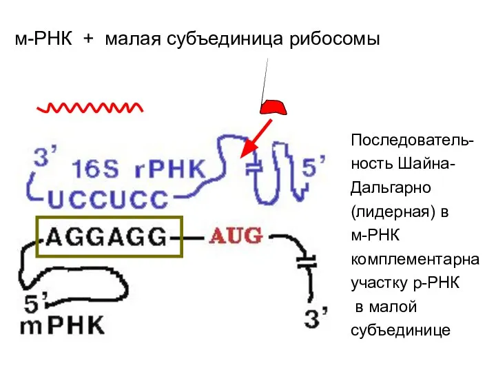 м-РНК + малая субъединица рибосомы