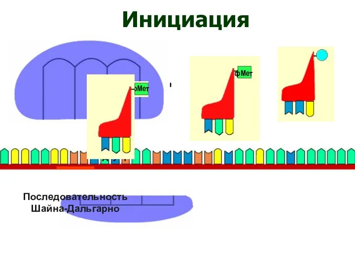 Последовательность Шайна-Дальгарно Инициация