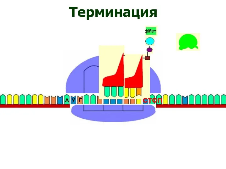 Терминация стоп