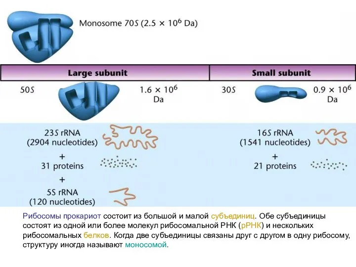 Рибосомы прокариот состоит из большой и малой субъединиц. Обе субъединицы состоят