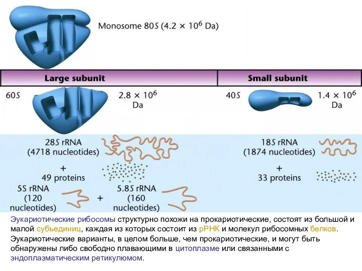 Эукариотические рибосомы структурно похожи на прокариотические, состоят из большой и малой