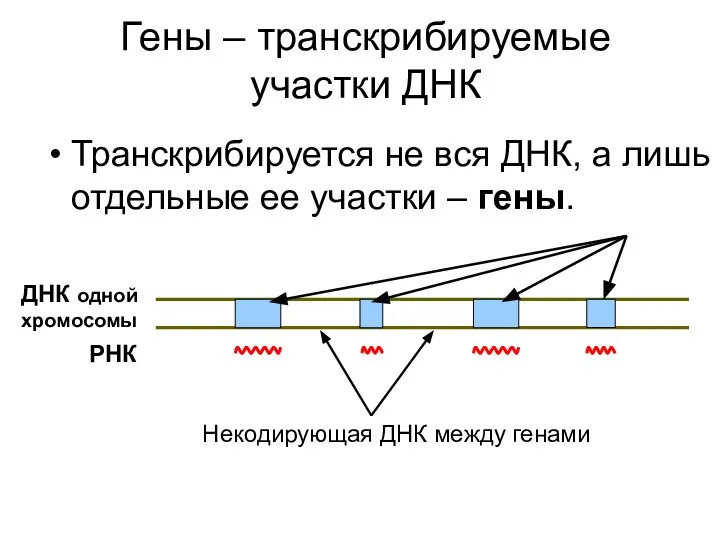 Гены – транскрибируемые участки ДНК Транскрибируется не вся ДНК, а лишь