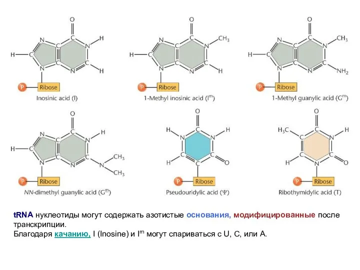 tRNA нуклеотиды могут содержать азотистые основания, модифицированные после транскрипции. Благодаря качанию,