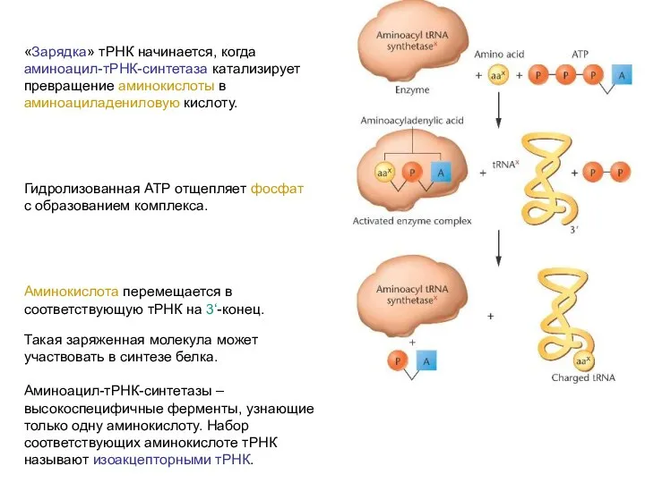 «Зарядка» тРНК начинается, когда аминоацил-тРНК-синтетаза катализирует превращение аминокислоты в аминоациладениловую кислоту.