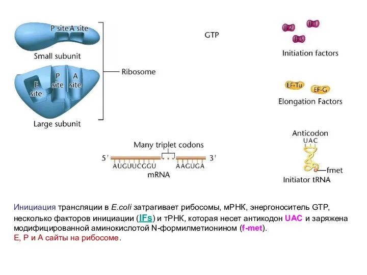Инициация трансляции в E.coli затрагивает рибосомы, мРНК, энергоноситель GTP, несколько факторов