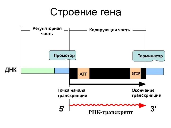 Строение гена Кодирующая часть АТГ STOP ДНК РНК-транскрипт Промотор Терминатор Точка